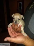 Chihuahua puppy looking for home
