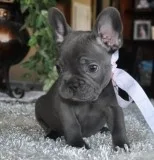 Velous French Bulldog Puppies for sale
