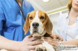 Irving TX Pet Hospital