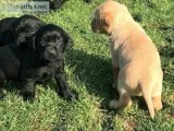 Black red Labrador puppies