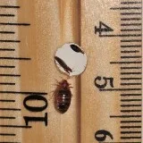 Bed bug Heat treatment to get rid of bed bug problem