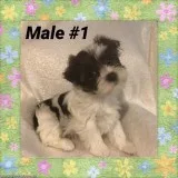 CKC Parti  Male Yorkie