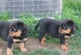 Mart Rottweiler puppies for sale