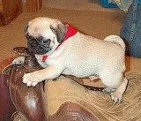 UniquePug puppies for sale