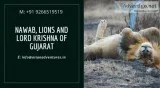Gujarat Birding Tours