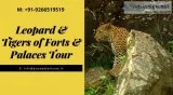 Leopard and Tigers of Forts and Palaces Tour