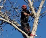 Find the best Stump Grinding Service in Riverdale