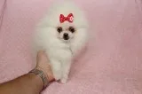 Cute Pomeranian Puppy for sale