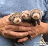 Baby ferrets