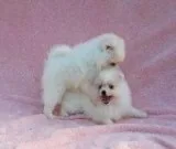 11 wks Gorgeous Pomeranian Puppies for loving homes