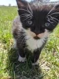 Kittens