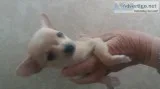 Teacup joy