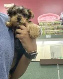 Gorgeous and Adorable Yorkie Puppies For Adoption