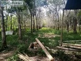 Grasshopper Lawncare
