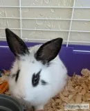 Black and White Small Bunny