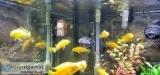 12 African Cichlid s for sale