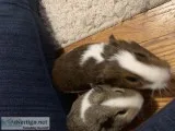 Young Guinea pigs