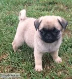 GilantPug puppies for sale