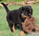 Dicious Rottweiler puppies for sale