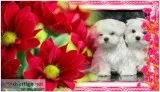 Teacup Maltese