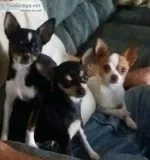 Chihuahua puppies