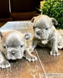 French bulldog puppies