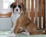 Sitive Boxer puppies for sale