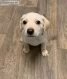 I gift a puppy have 8 month