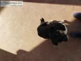 Young Australian Shepherd mix free to good home