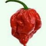 Hottest peppers