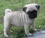 valuablePug puppies for sale
