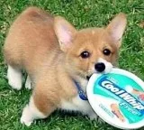 YfulAkc pembroke welsh corgi puppies for sale