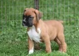 Shining Boxer puppies for sale