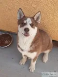 Siberian husky