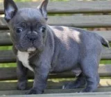 RilliantBlue french bulldog puppies for sale