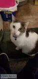 Free cat