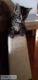 Free 1yr old cat son is allergic