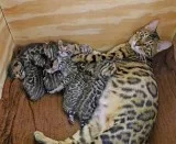 Lovely bengal kittens