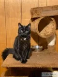 Free kitten son is allergic