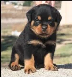 Polite Rottweiler puppies for sale