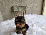 Teacup Pomeranian Puppies
