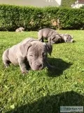 American bull puppies for sale.