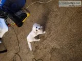 Cavachon for sale