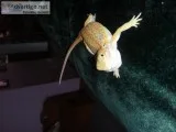 Free special needs bearded dragon