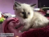 Kittens