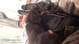 Two sweet pure bread wiener dogs