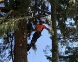 Get the Emergency Tree Removal Service in Babich