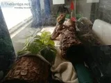 Bearded Dragon