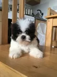 Sweet shih tzu puppies for adoption
