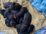 AKC Standard Poodle Puppies